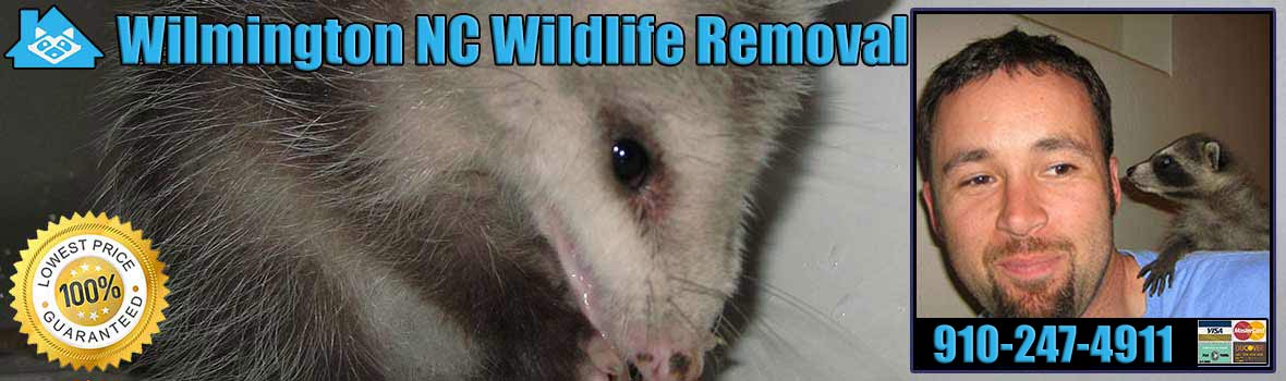 Wilmington Wildlife and Animal Removal